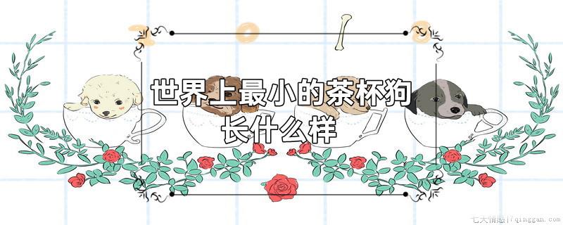 世界上最小的茶杯狗长什么样