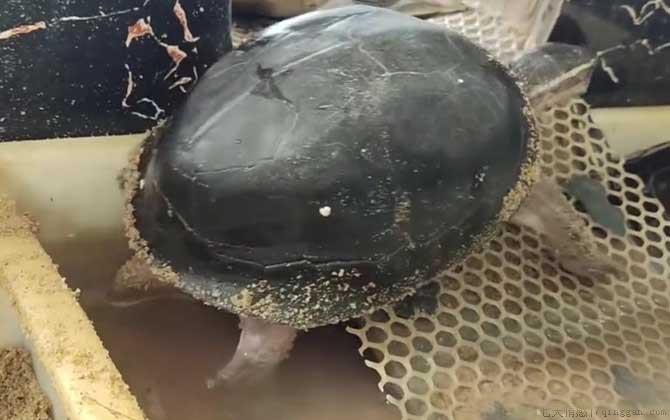 安布闭壳龟是什么龟