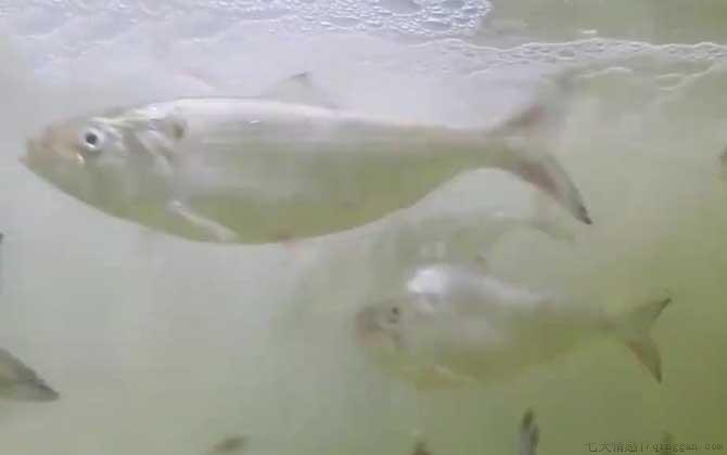 鲥鱼多刺是什么意思