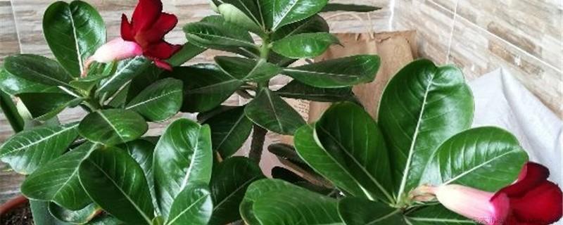 沙漠玫瑰移栽多久服盆