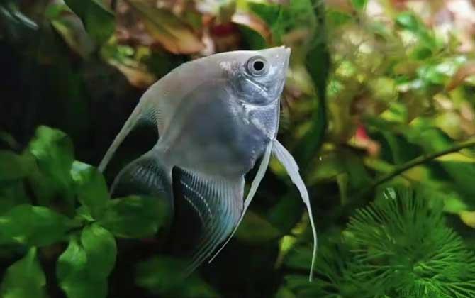 天使鱼是什么鱼
