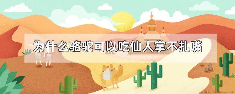 为什么骆驼可以吃仙人掌不扎嘴
