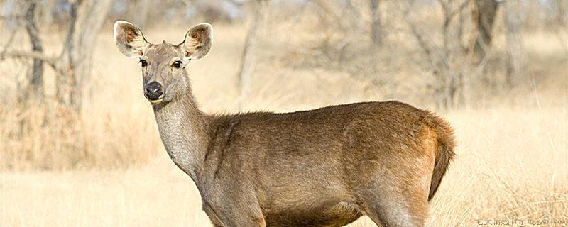 母鹿头上有角吗