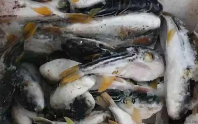 河豚价格多少钱一斤
