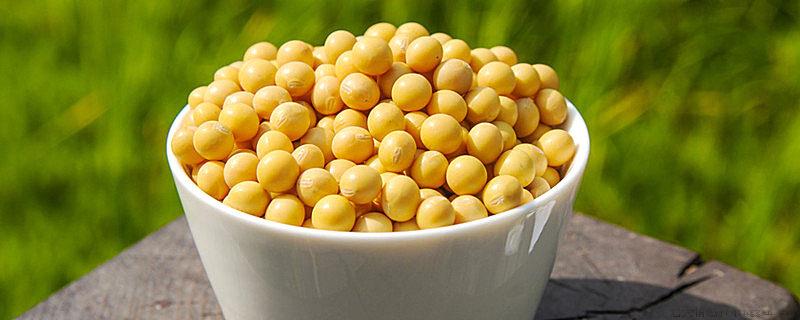 菽是指哪类农作物