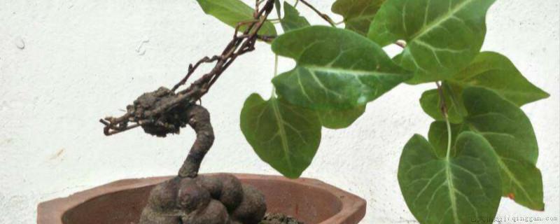 植物驱虫妙招