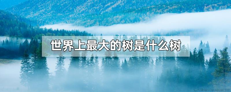 世界上最大的树是什么树