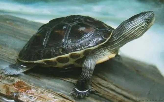 花龟是什么龟