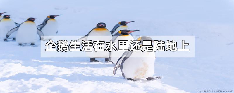 企鹅生活在水里还是陆地上