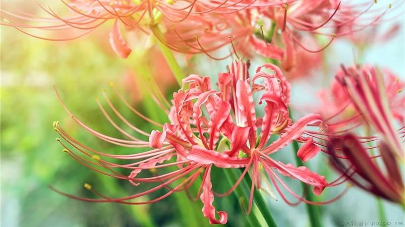 彼岸花花语，和曼珠沙华是一种花吗