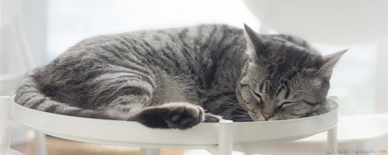 什么是喵星人