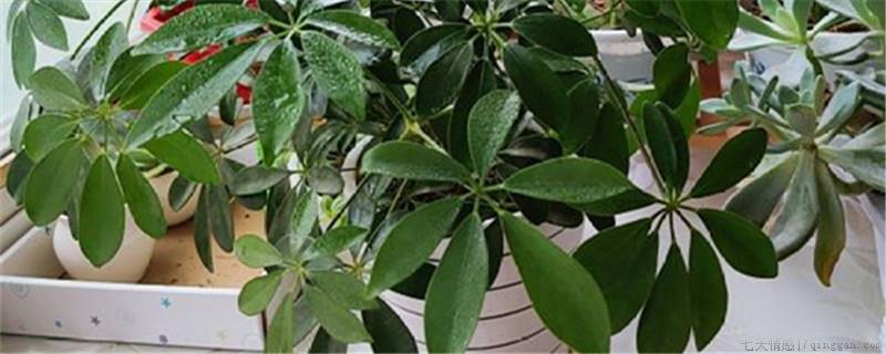 招财树春天什么时间移植最好