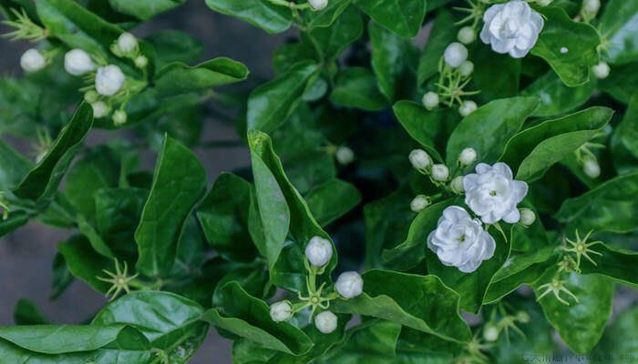 茉莉花颜色有几种