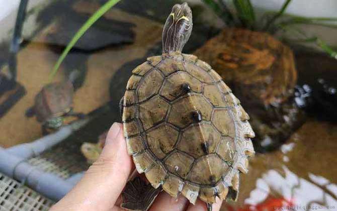 地图龟是什么龟