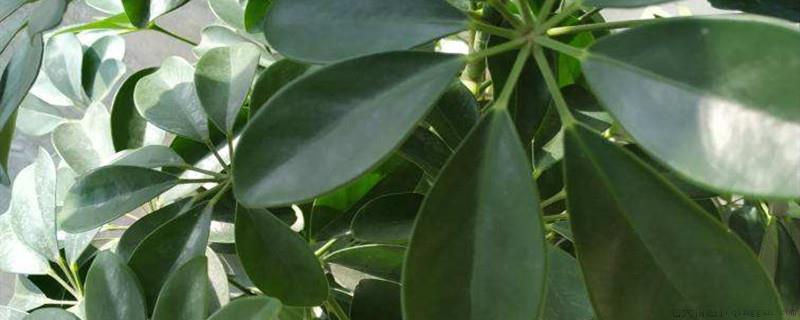 鸭脚木怎么换盆