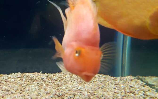 鹦鹉鱼价格多少钱一条