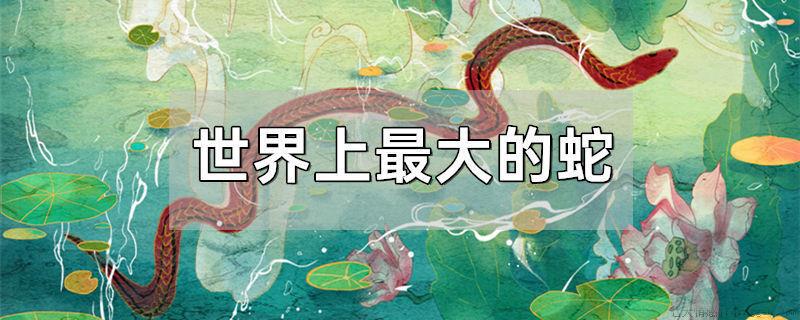 世界上最大的蛇