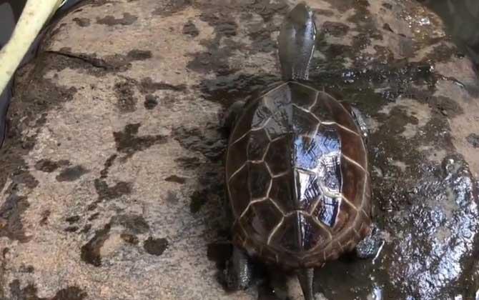 珍珠龟是什么龟