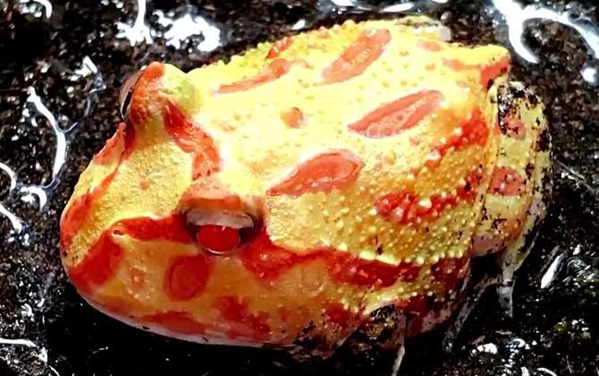 角蛙吃什么食物