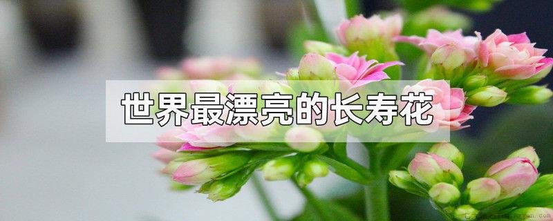 世界最漂亮的长寿花