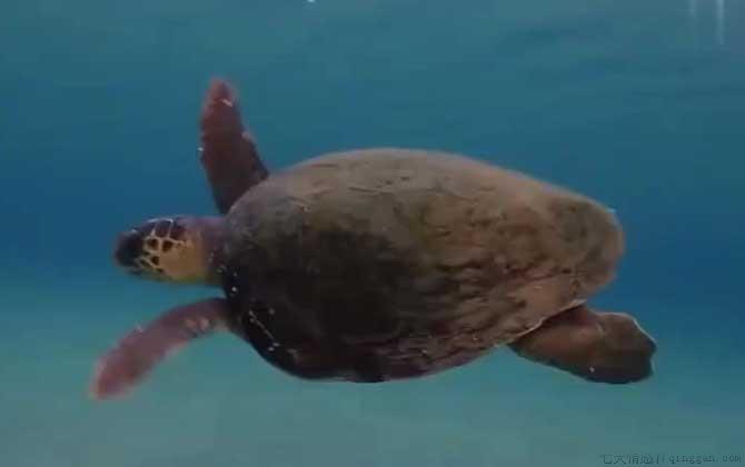 海龟是什么动物