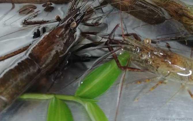 河虾吃什么食物