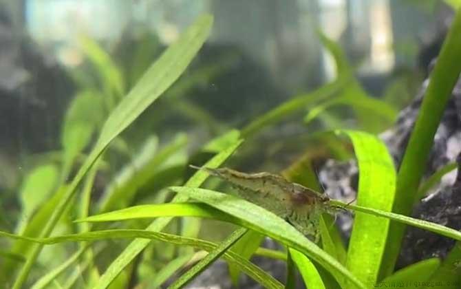 黑壳虾是什么虾