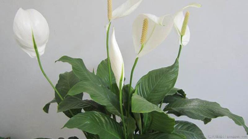 一帆风顺怎么养