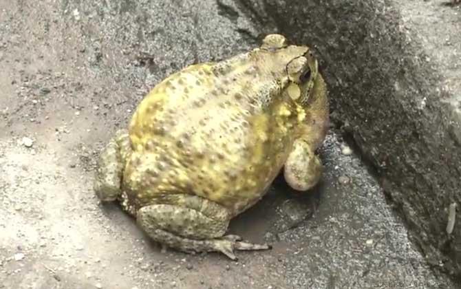 黑眶蟾蜍是几级保护动物