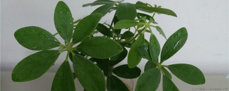 鹅掌藤怎么养