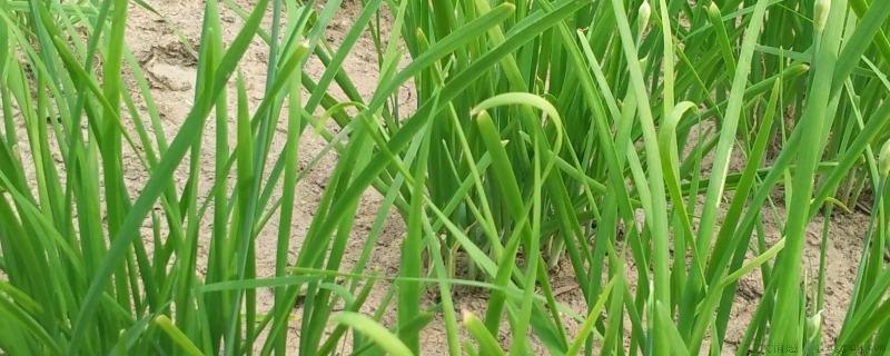 韭菜根移植后多久可以割