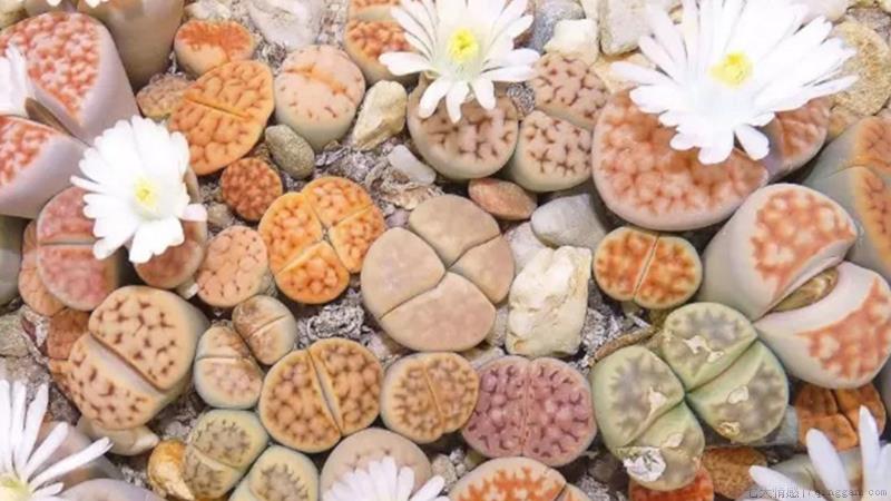 生石花怎么养