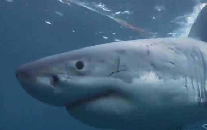 虎鲸vs大白鲨谁厉害