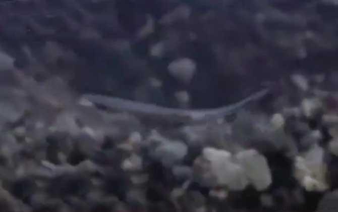 文昌鱼是什么动物