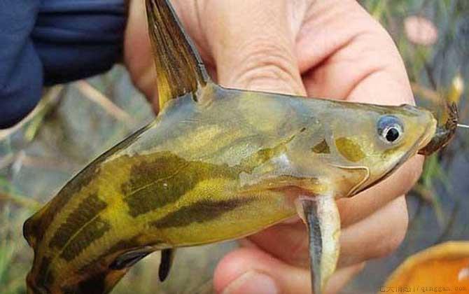 嘎鱼是什么鱼