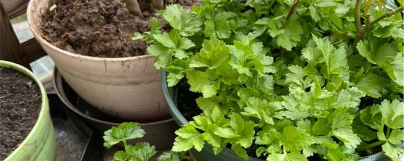 芹菜喜欢阴还是喜欢阳