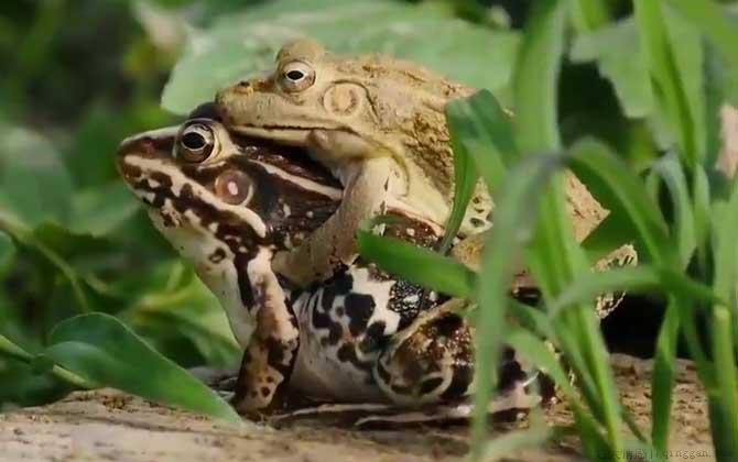 黑斑蛙是什么蛙
