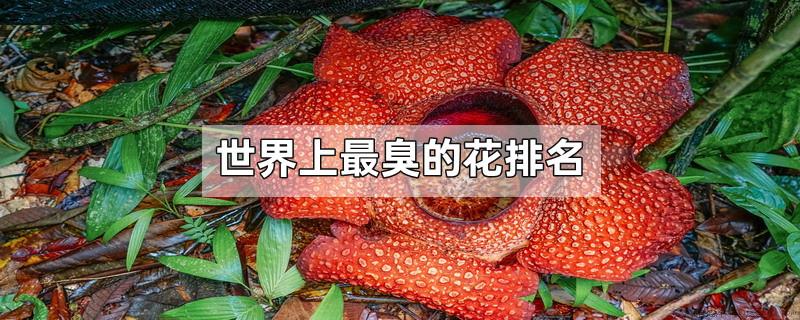 世界上最臭的花排名