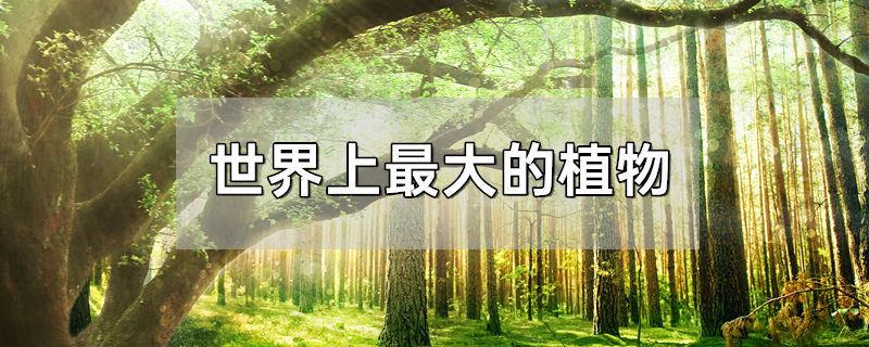 世界上最大的植物