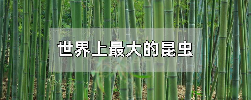 世界上最大的昆虫