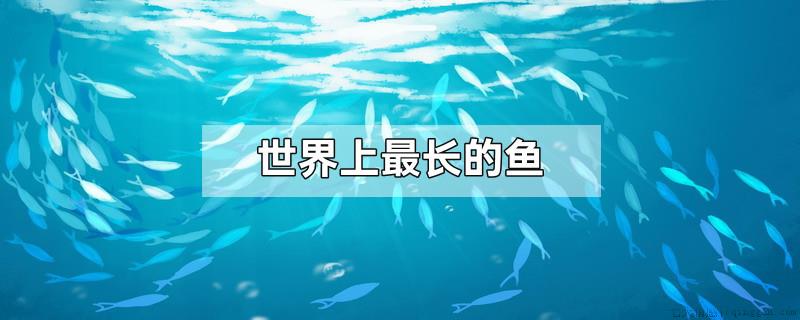 世界上最长的鱼