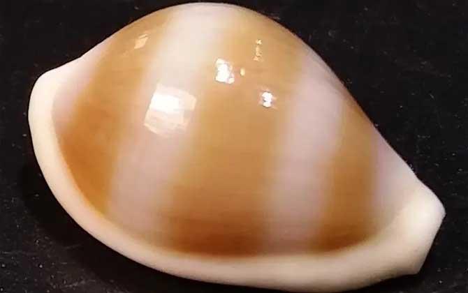海兔螺是什么螺