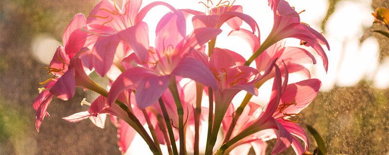 九月份种百合花还能开花吗