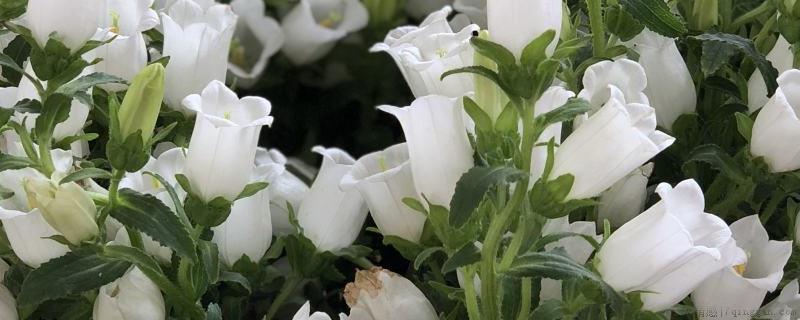 生根粉间隔几天浇一次
