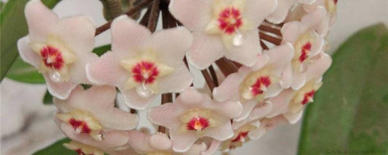 球兰如何辨别花芽