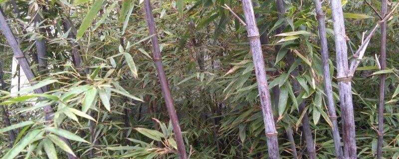 水培紫竹的养殖方法和注意事项