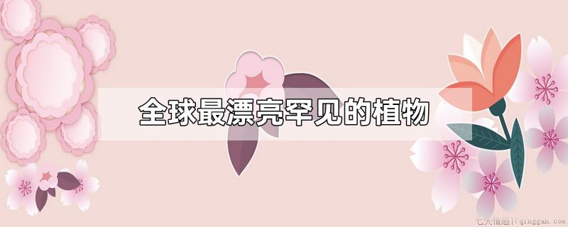 全球最漂亮罕见的植物