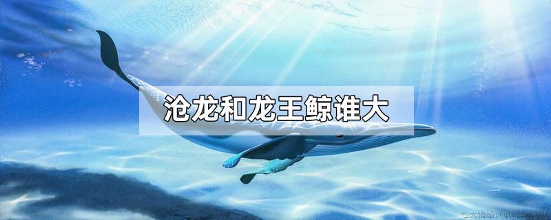 沧龙和龙王鲸谁大