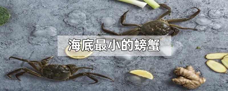 海底最小的螃蟹