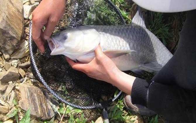 为什么吃青鱼的人很少